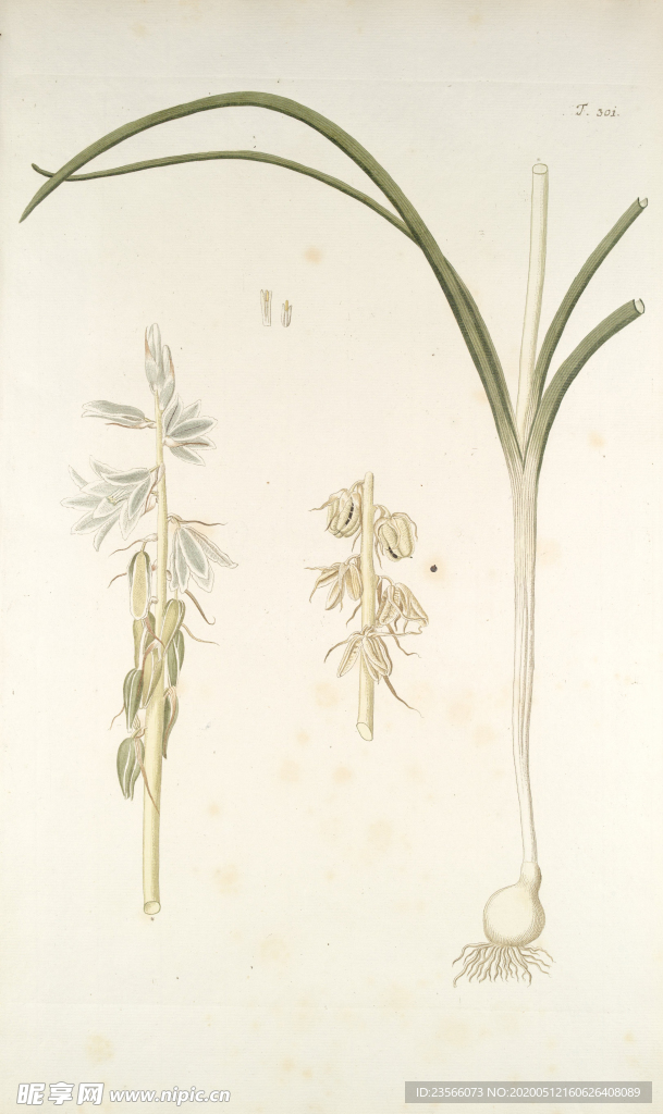 精美绘画草本植物图谱