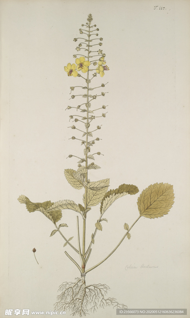 精美绘画草本植物图谱