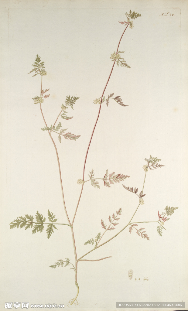 精美绘画草本植物图谱