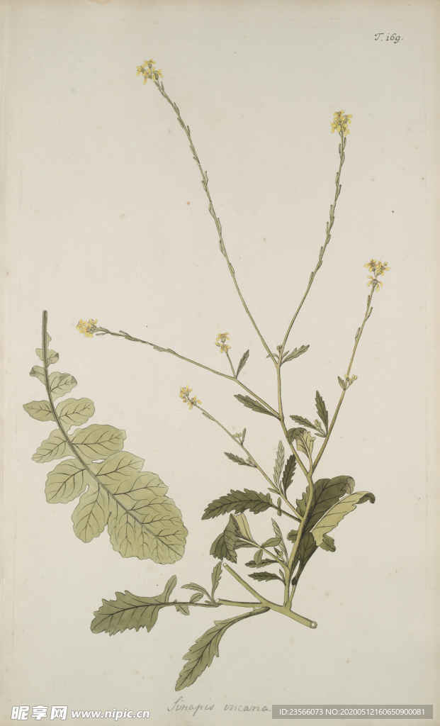 精美绘画草本植物图谱