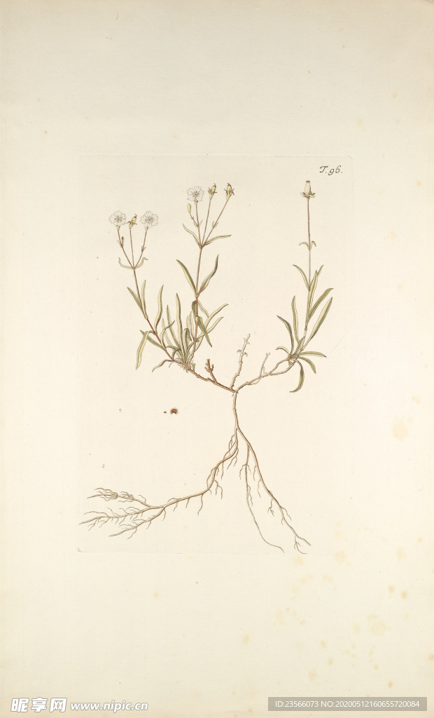 精美绘画草本植物图谱