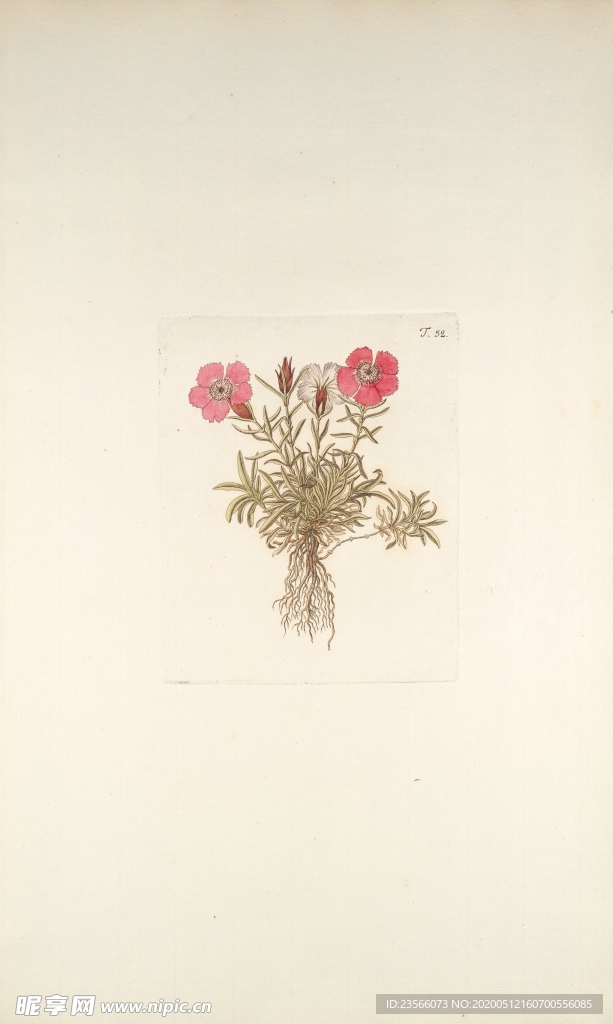 精美绘画草本植物图谱