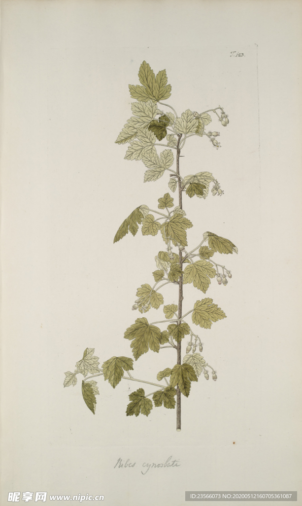 精美绘画草本植物图谱