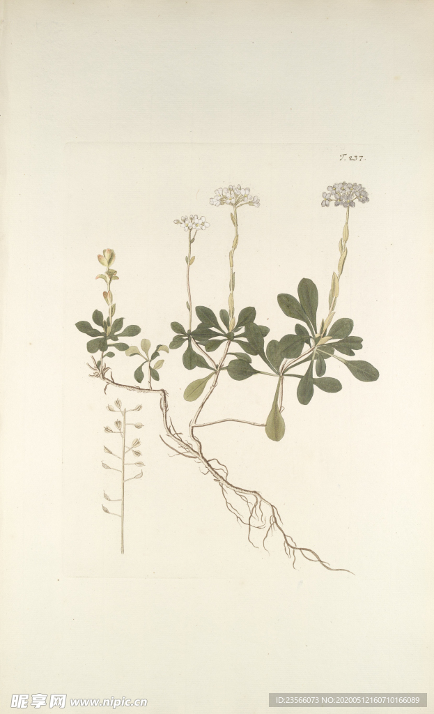 精美绘画草本植物图谱