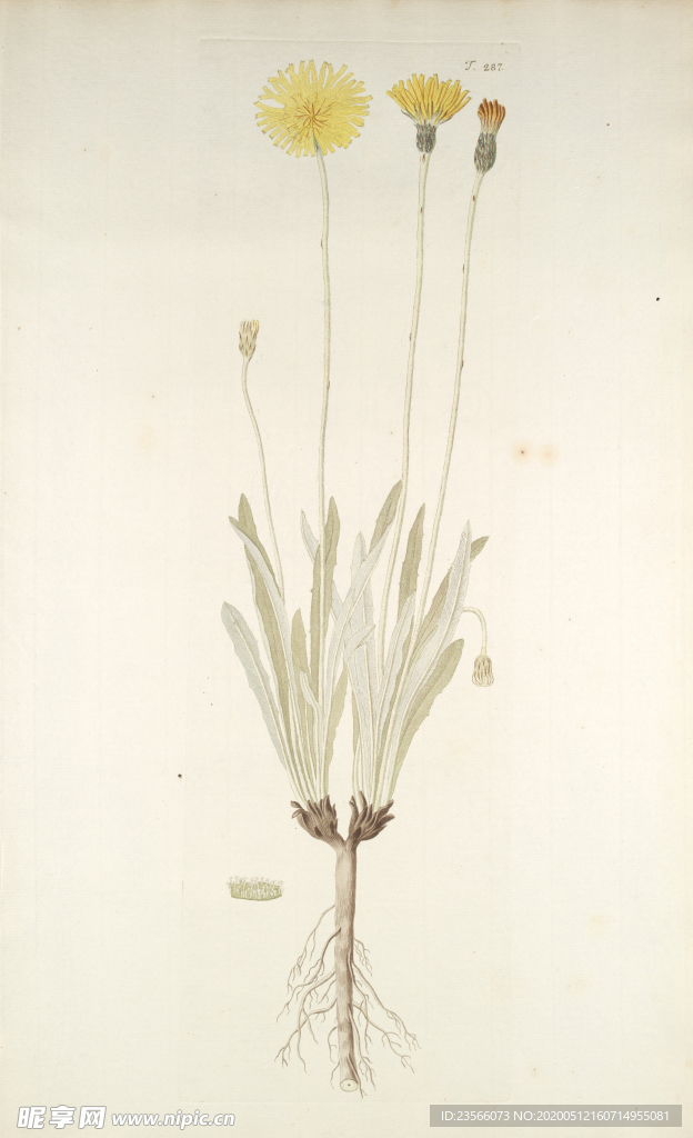 精美绘画草本植物图谱