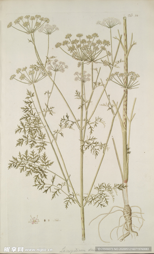 精美绘画草本植物图谱