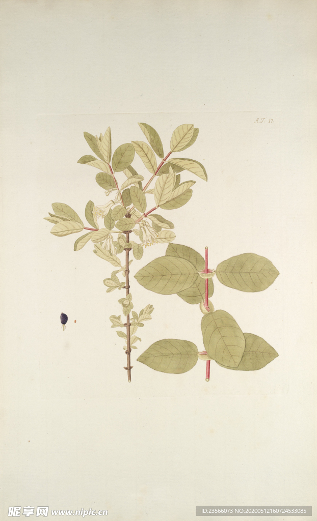 精美绘画草本植物图谱