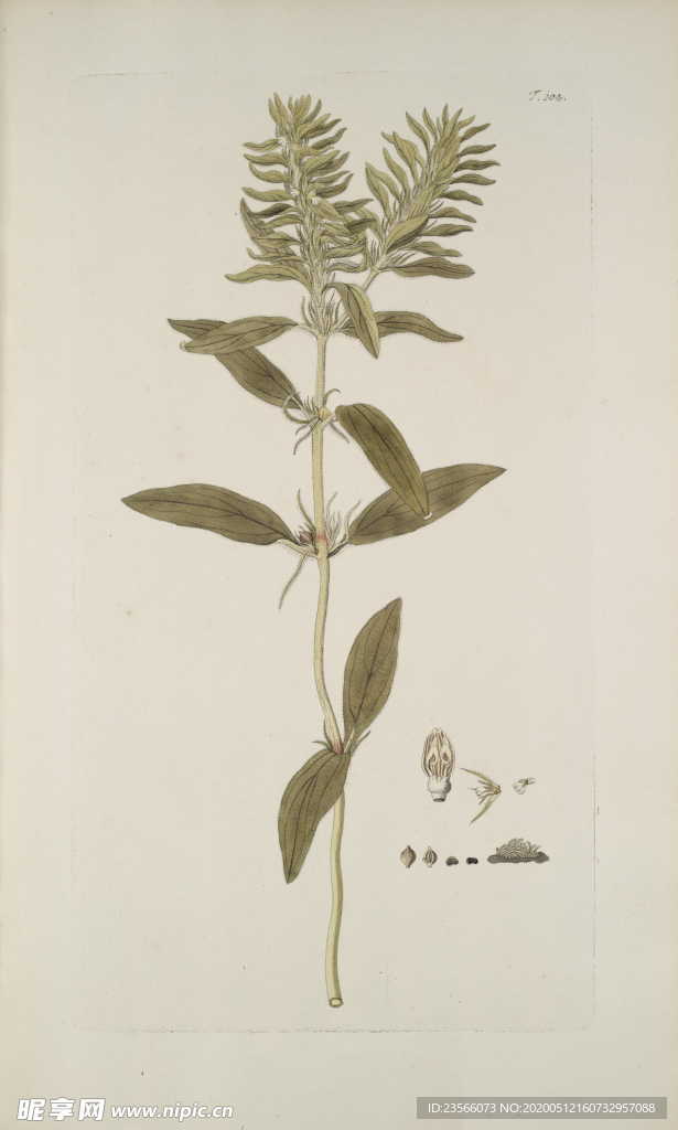 精美绘画草本植物图谱