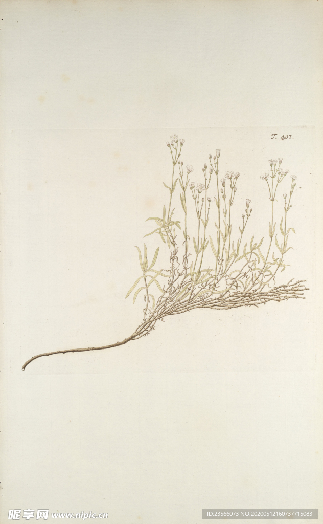 精美绘画草本植物图谱