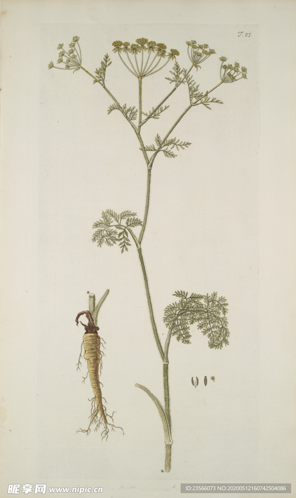 精美绘画草本植物图谱