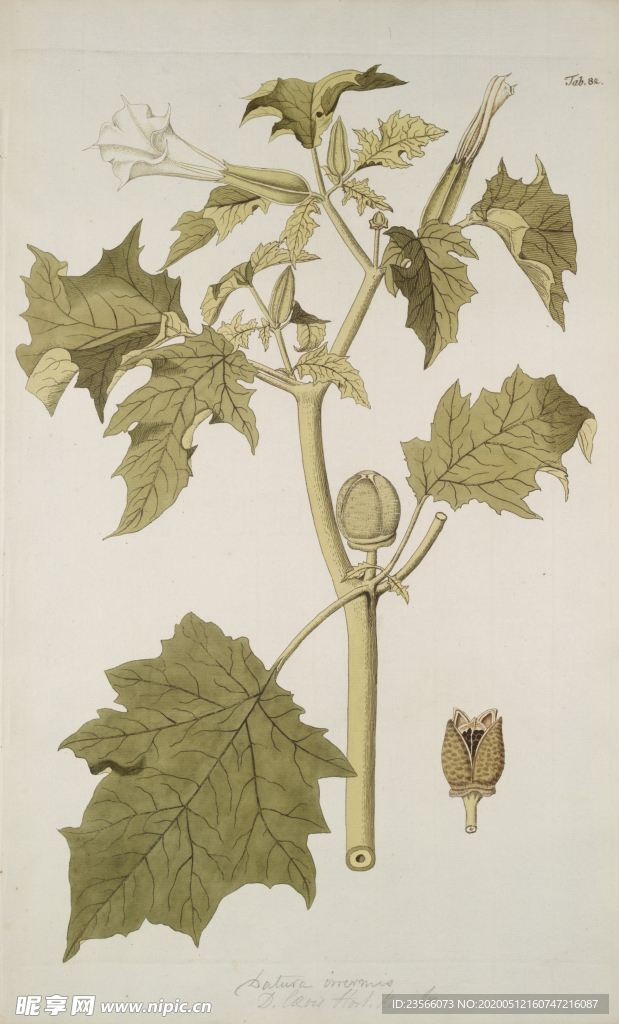 精美绘画草本植物图谱