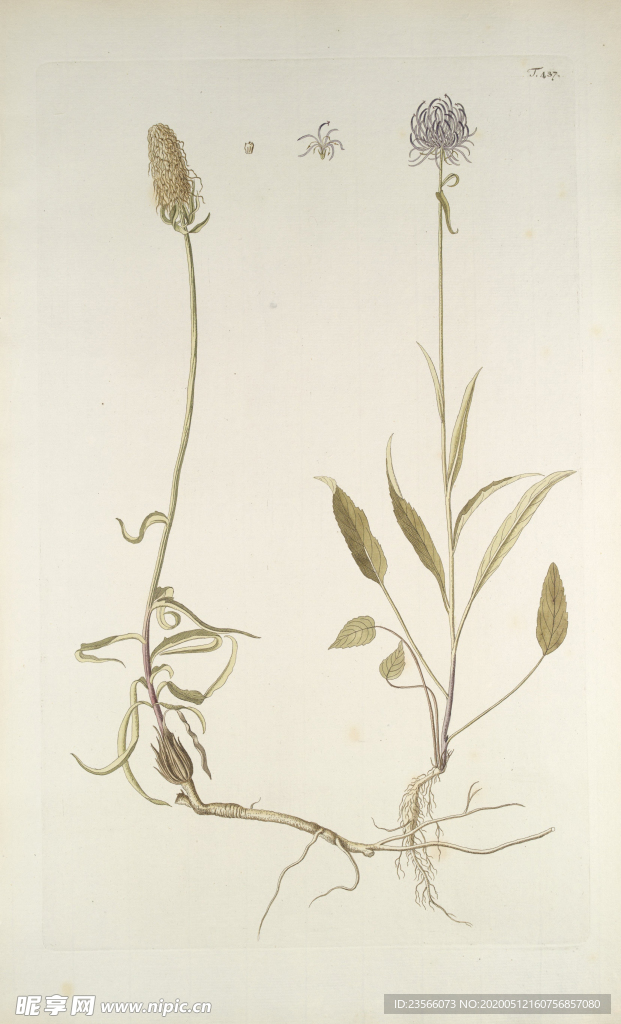 精美绘画草本植物图谱