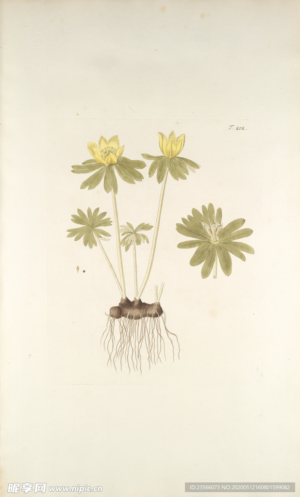 精美绘画草本植物图谱