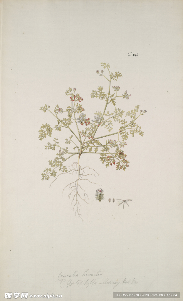 精美绘画草本植物图谱