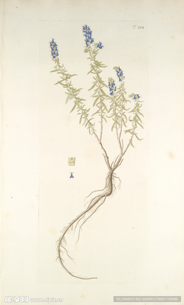 精美绘画草本植物图谱