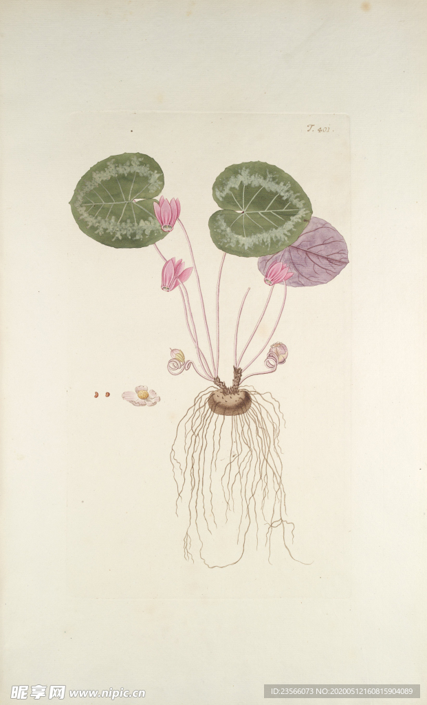 精美绘画草本植物图谱