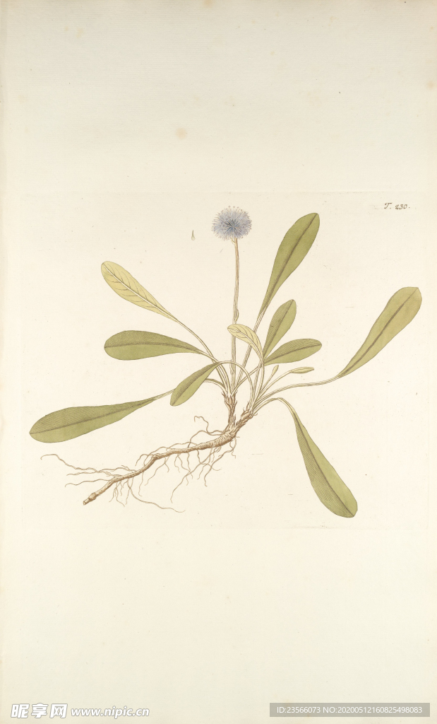 精美绘画草本植物图谱