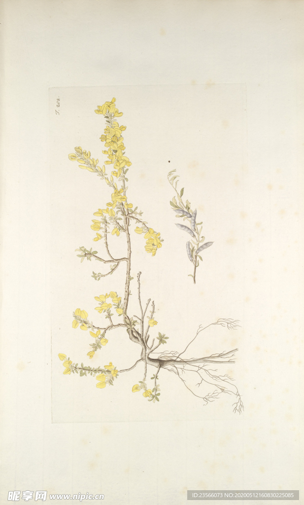 精美绘画草本植物图谱