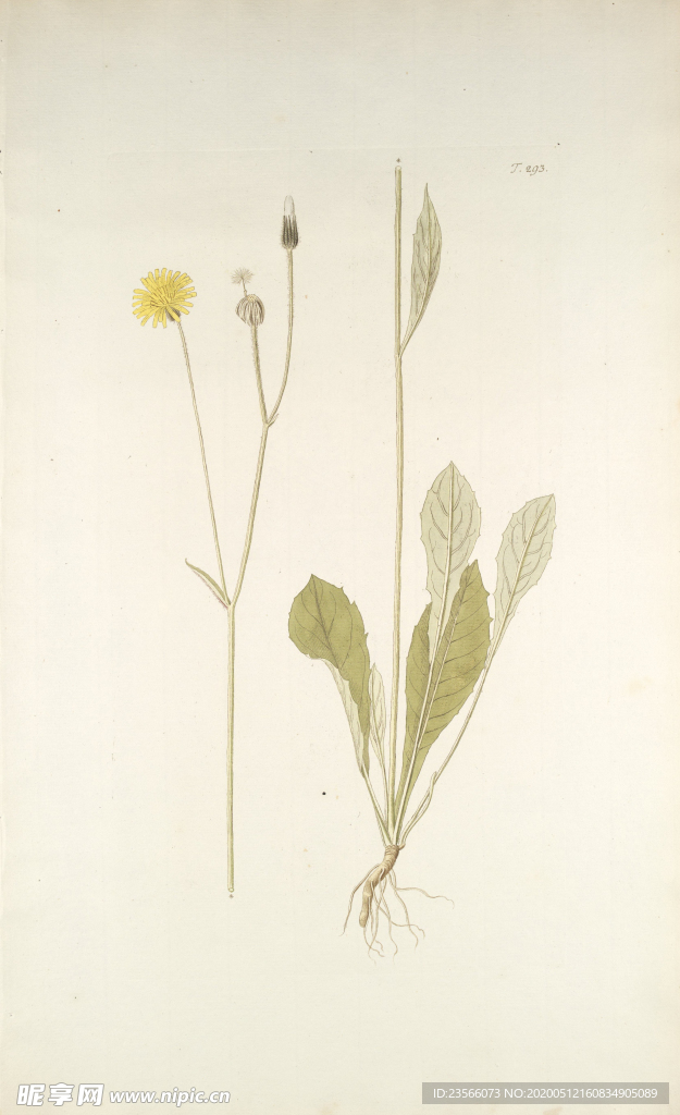 精美绘画草本植物图谱