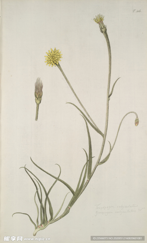 精美绘画草本植物图谱