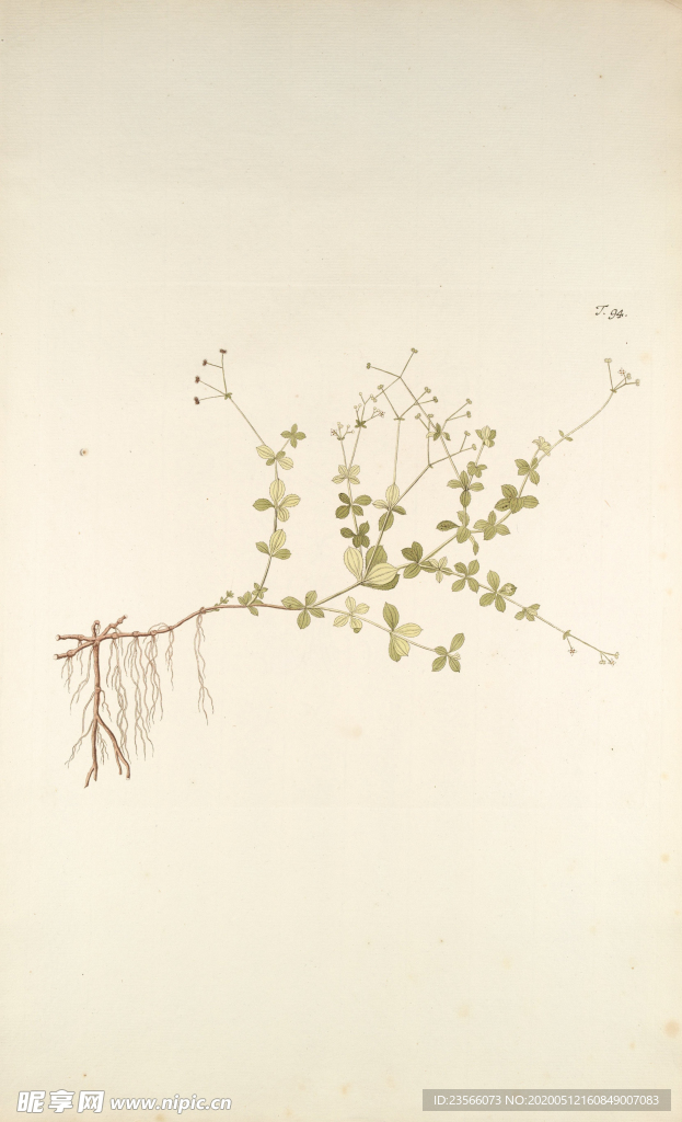 精美绘画草本植物图谱