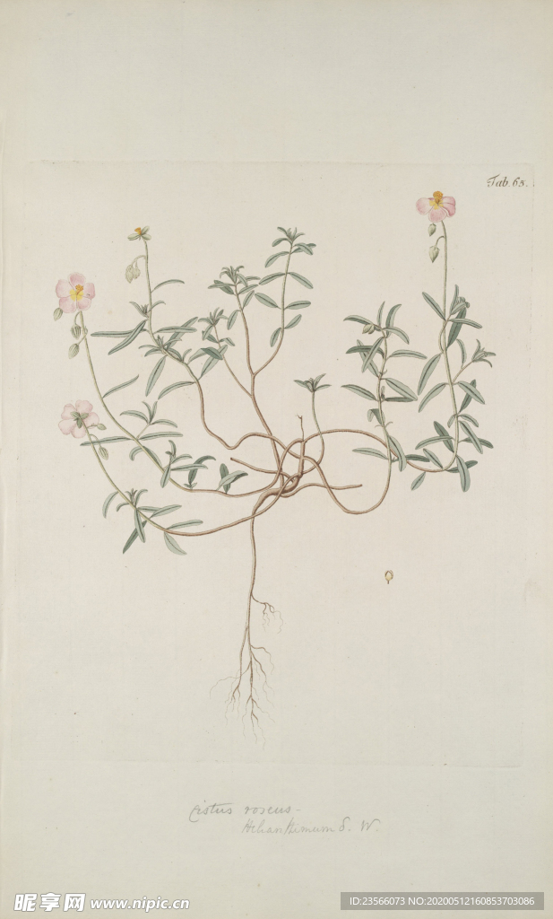 精美绘画草本植物图谱