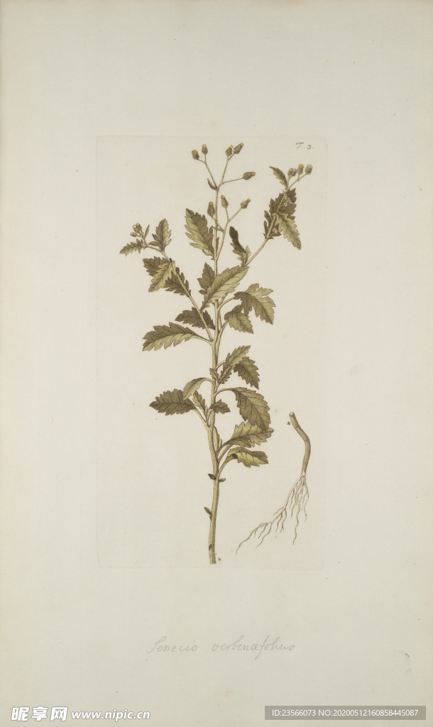 精美绘画草本植物图谱