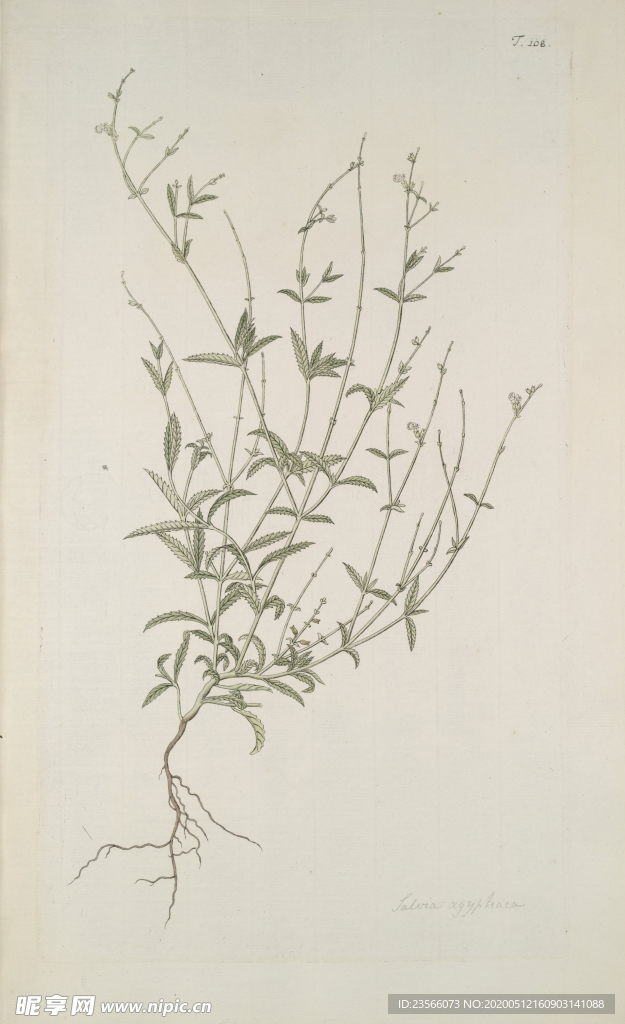 精美绘画草本植物图谱