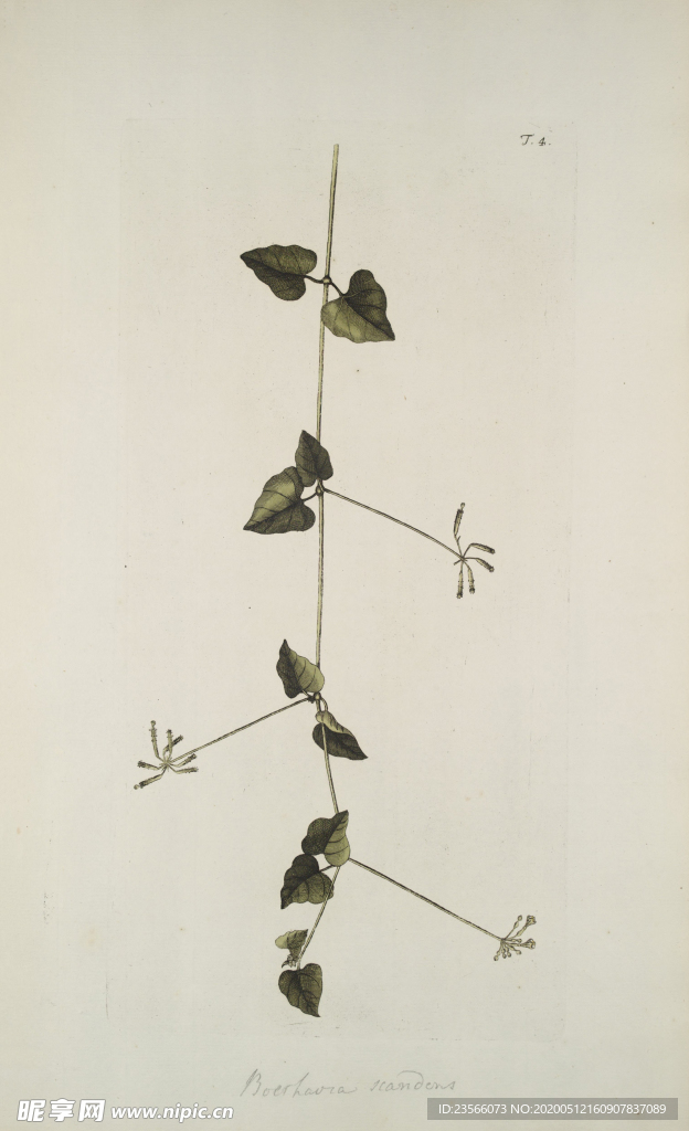 精美绘画草本植物图谱