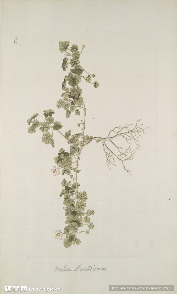 精美绘画草本植物图谱