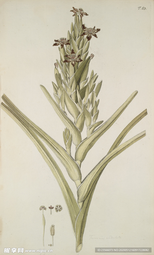 精美绘画草本植物图谱