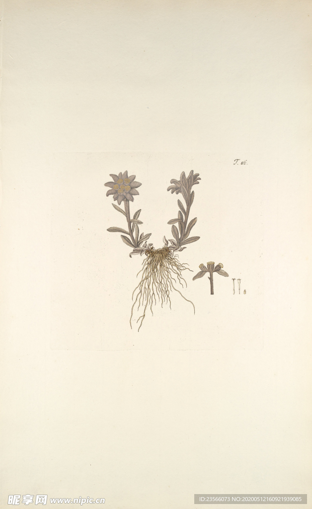 精美绘画草本植物图谱