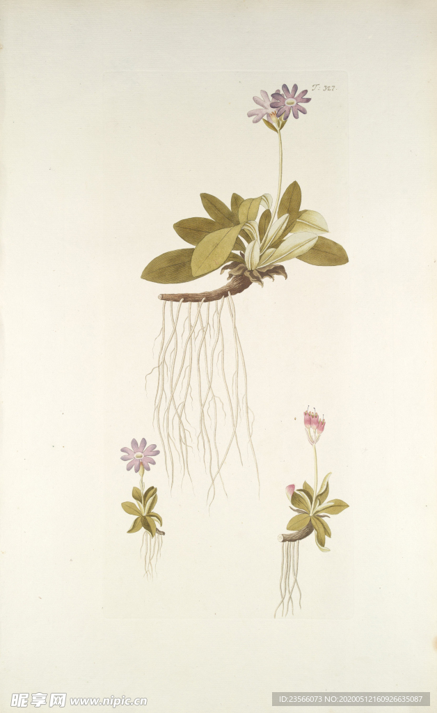 精美绘画草本植物图谱