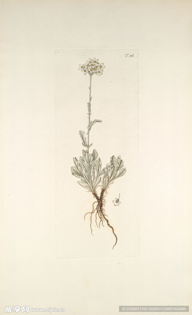 精美绘画草本植物图谱