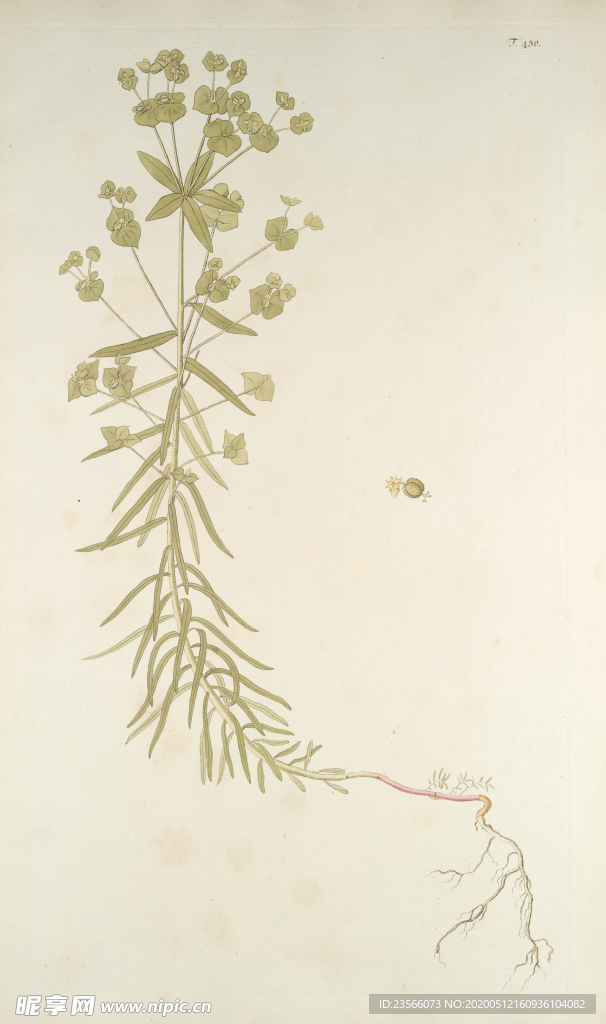 精美绘画草本植物图谱