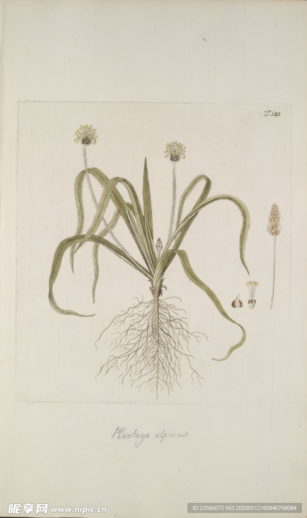 精美绘画草本植物图谱