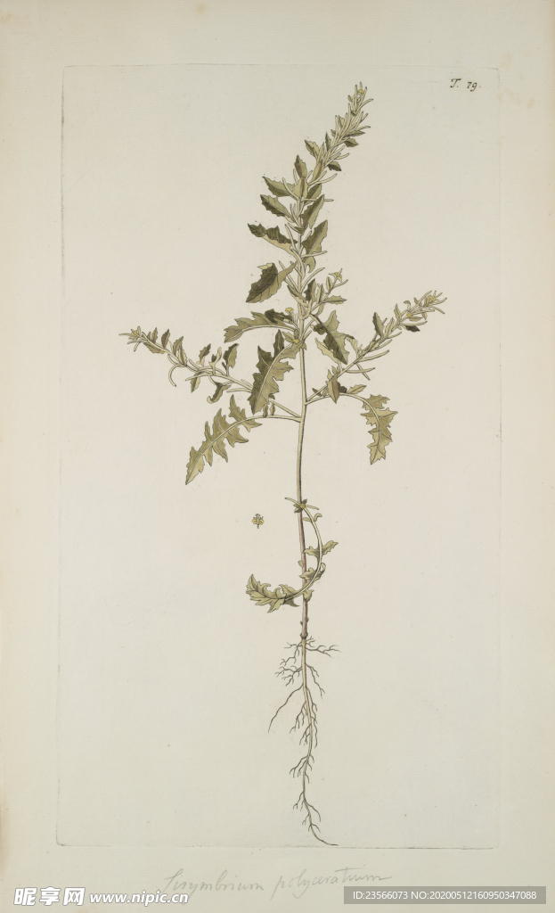 精美绘画草本植物图谱