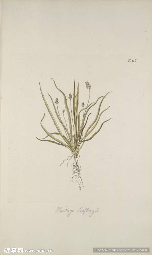 精美绘画草本植物图谱