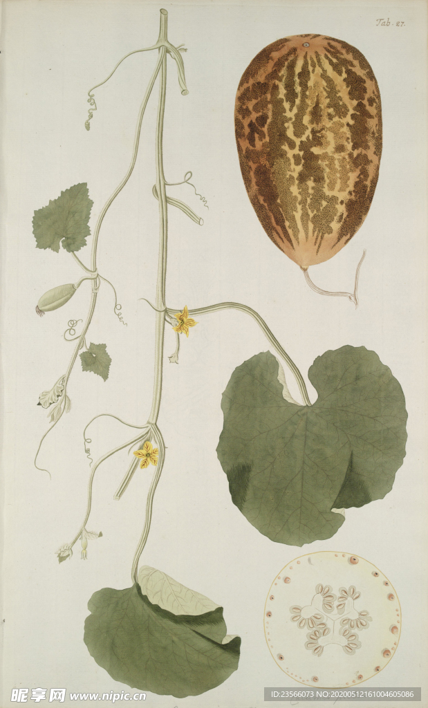 精美绘画草本植物图谱