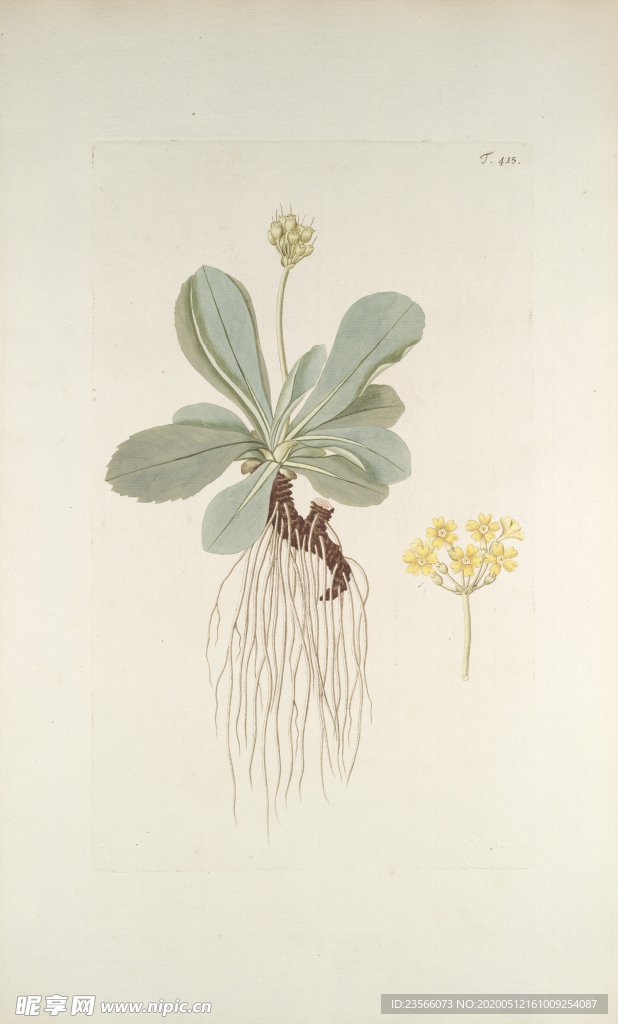 精美绘画草本植物图谱