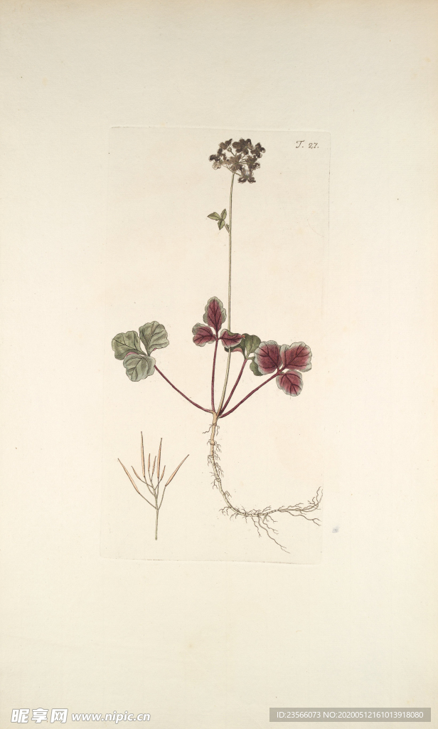 精美绘画草本植物图谱