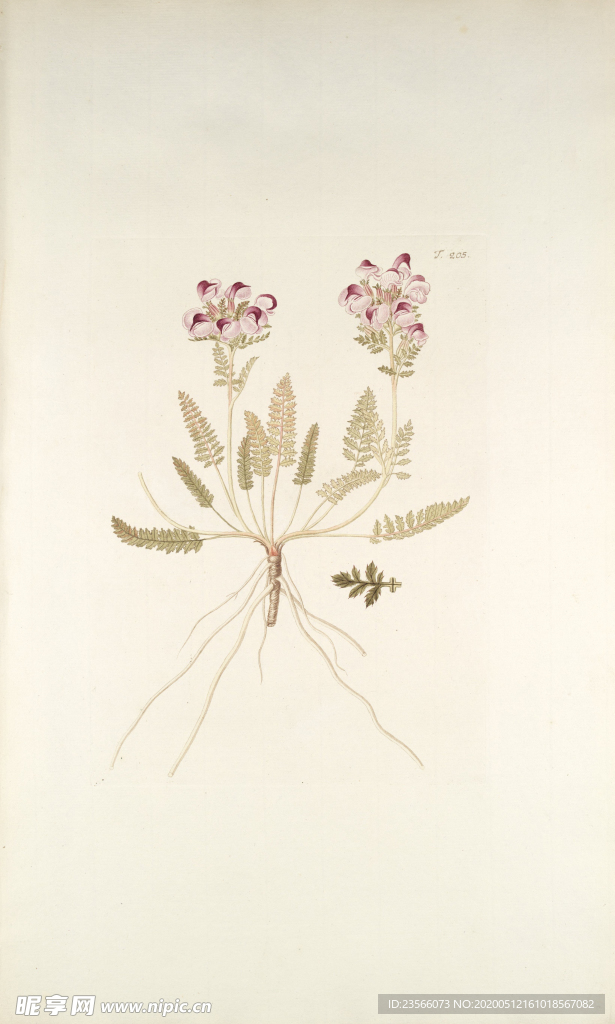 精美绘画草本植物图谱