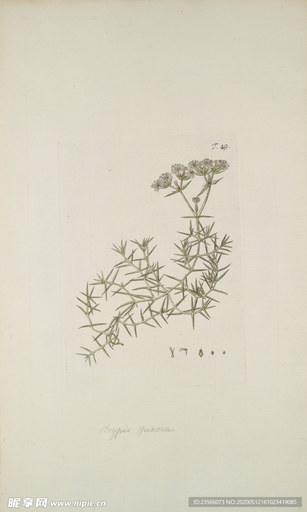 精美绘画草本植物图谱