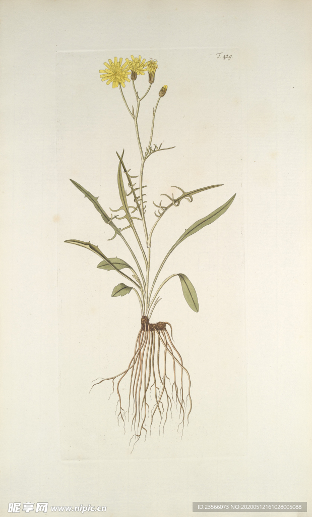 精美绘画草本植物图谱