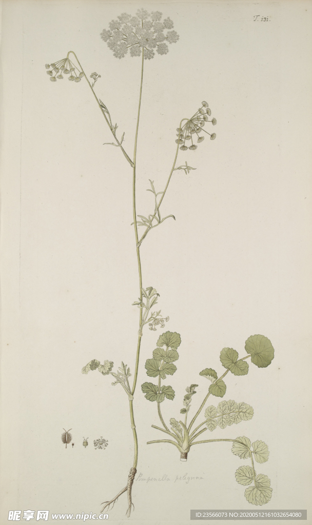 精美绘画草本植物图谱