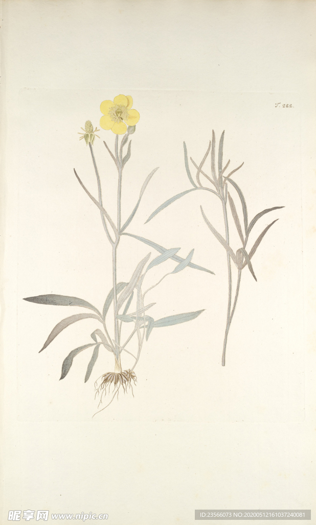 精美绘画草本植物图谱