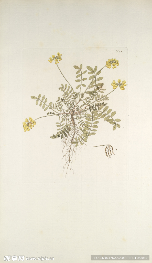 精美绘画草本植物图谱