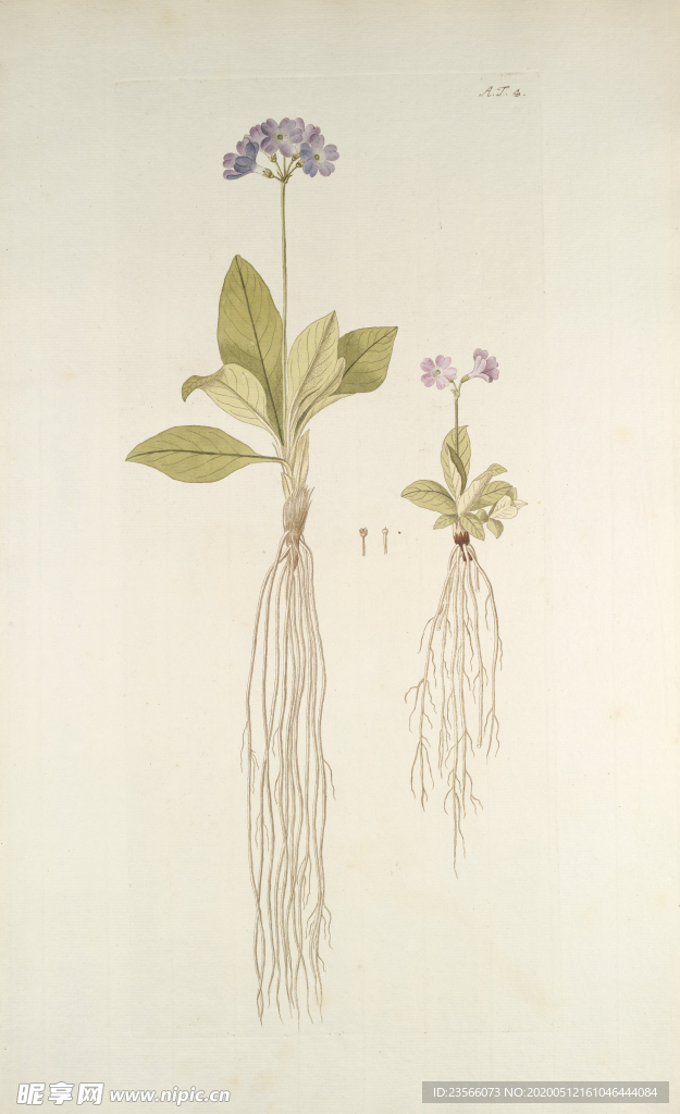 精美绘画草本植物图谱