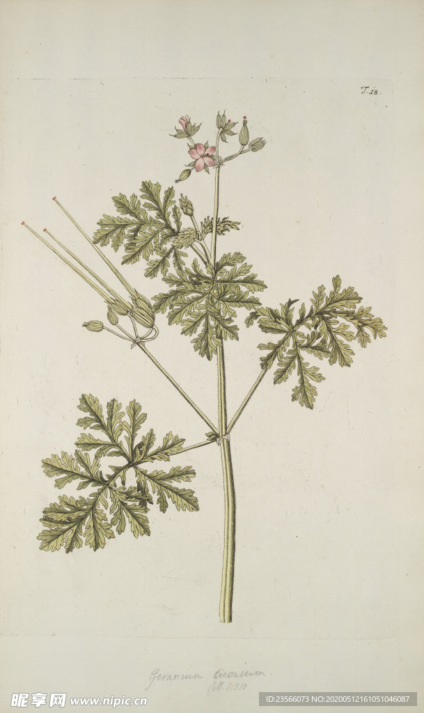 精美绘画草本植物图谱