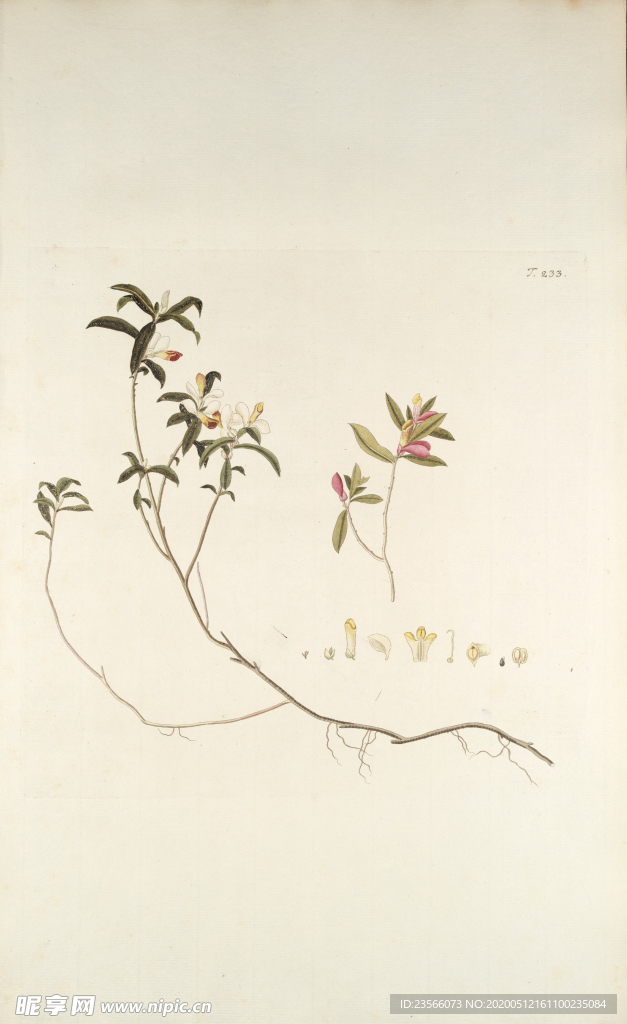 精美绘画草本植物图谱